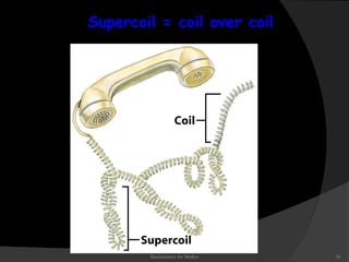 Supercoil = coil over coil 
Biochemistry for Medics 26 
 