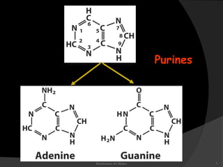 Purines 
Biochemistry for Medics 7 
 