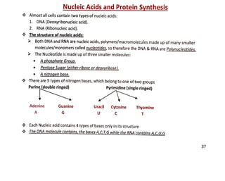 Nucleic Acidsand Protein Synthesis
Almost all cells contain two types of nucleic acids:
1. DNA (Deoxyribonucleic acid).
2. RNA (Ribonucleic acid).
The structure of nucleic acids:
Both DNA and RNA are nucleic acids, polymers/macromolecules made up of many smaller
molecules/monomers called nucleotides, so therefore the DNA & RNA are Polynucleotides.
The Nucleotide is made up of three smaller molecules:
• A phosphate Group.
• Pentose Sugar {either ribose or deoxyribose).
• A nitrogen base.
There are 5 types of nitrogen bases, which belong to one of two groups
Purine (double ringed) Pyrimidine (single ringed)
Adenine
A
Guanine
G
Uracil Cytosine
U C
Thyamine
T
Each Nucleic acid contains 4 types of bases only in its structure
The DNA molecule contains, the bases A,C,T,G while the RNA contains A,C,U,G
37
 