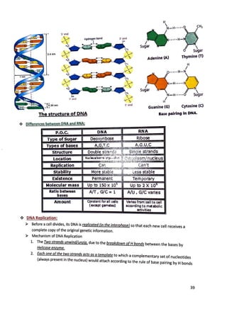 3.4 nm
]~.34 nm
The structure of DNA
Differences between DNA and RNA:
P.O.C.
ar
structure
Location
Re lication
Stabili
Existence
Molecular mass
Ratio between
bases
Amount
DNA Replication:
DNA
oeo ribose
Doubl
Nucleus/s
More stable
Permanent
Up to 150 X 10'>7
A/T, G/ C = 1
Constant forall cells
(except gametes)
H
"'- " · ••••0
~ ., " "
••·•
•
H
-,~
o sugar
Adenine (A) Thymine (T)
H
I
o
~~--
-~~
Q
I
N- H• •· ··O Sugar
H
Guanine (G) Cytosine (C)
Base pairing in DNA.
RNA
Ribose
A,G,U,C
/ nucleus
can't
Less stable
Tem porary
Up to 2 X 10
A/U , G/C varies
varies from cell to cell
accordingto metabolic
activities
Before a cell divides, its DNA is replicated (in the interphase) so that each new cell receives a
complete copy of the original genetic information.
Mechanism of DNA Replication
1. The Two strands unwind/unzip, due to the breakdown ofH bonds between the bases by
Helicase enzyme.
2. Each one ofthe two strands acts as a template to which a complementary set of nucleotides
(always present in the nucleus) would attach according to the rule of base pairing by H bonds
39
 