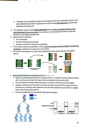 I I I I
3. The sugar of one nucleotide Is joined to the phosphate of the next nucleotide to form a new
polynucleotlde chain which Is catalyzed by an enzyme called DNA polymerase and the extra
phosphates are broken off.
The replication process is called semi-conservative because each new double helix has an old
strand (parental) and one new strand. or we can say one of the parental strands is conserved
/present in each daughter double helix.
Requirements if replication:
• Free nucleotides.
• Enzymes (Helicase & polymerase).
• Energy source (ATP) to activate the nucleotides.
In the nucleus, there are nucleotides to which 2 extra phosphates have been added to activate the
nucleotides, enabling them to take part in the reaction.
The two extra phosphates are broken off and released into the nucleus after the new DNA is
formed.
Orlglnal DNA Orlglnal ONA strands
prledapan
Experimental Evidence for semi-conservative Di!J :-er,,(j7Y:.
'•.'.•.
- m
Two Identical
ONA molecules:
half new. half
from orlgln•I
• Meselson and Stahl grow bacteria for many generations in a medium containing heavy isotope
NlS, until they were certain that heavy N had incorporated into the entire DNA.
• Then the bacteria with heavy DNA were grown in a medium containing normal nitrogen.
• Samples of bacteria were then taken at intervals & relative amounts of the 2 types of N were
estimated by a technique which depends on the fact that compounds contain NlS are slightly
heavier than those containing N14.
• The heavy & light DNA was separated by high speed centrifuge.
- Nl S
- Nl4
N14
between N14 & N15
N 15
C:::0,,,- c::::::>-
1et 1'9llc:aUon Znd 19pllc:allon
40
 