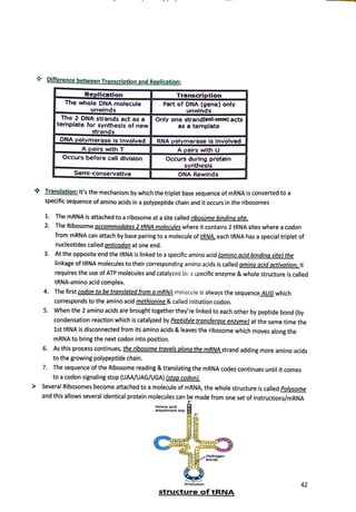 Difference between Transcription and Replication:
Replication Transcription
The whole DNA molecule Part of ONA (gene) only
unwinds unwinds
The 2 DNA strands act as a Only one strand(antl-sense) acts
template for synthesis of new as a template
strands
DNA polymerase Is Involved RNA i:>_olymerase Is Involved
A pairs with T A pairs with U
Occurs before cell division Occurs during protein
svnthesls
Semi-conservative DNA Rewinds
Translation: It's the mechanism by which the triplet base sequence of mRNA is converted to a
specific sequence of amino acids in a polypeptide chain and it occurs in the ribosomes
1. The mRNA is attached to a ribosome at a site called ribosome binding site.
2. The Ribosome accommodates 2 tRNA molecules where it contains 2 tRNA sites where a codon
from mRNA can attach by base pairing to a molecule of tRNA. each tRNA has a special triplet of
nucleotides called anticodon at one end.
3. At the opposite end the tRNA is linked to a specific amino acid (amino acid binding site) the
linkage of tRNA molecules to their corresponding amino acids is called amino acid activation. it
requires the use of ATP molecules and catalyzed by a specific enzyme & whole structure is called
tRNA-amino acid complex.
4. The first codon to be translated from a mRNA moiccule is always the sequence AUG which
corresponds to the amino acid methionine & called initiation codon.
5. When the 2 amino acids are brought together they're linked to each other by peptide bond (by
condensation reaction which is catalyzed by Peptidyle transferase enzyme) at the same time the
1st tRNA is disconnected from its amino acids & leaves the ribosome which moves along the
mRNA to bring the next codon into position.
6. As this process continues, the ribosome travels along the mRNA strand adding more amino acids
to the growing polypeptide chain.
7. The sequence of the Ribosome reading & translating the mRNA codes continues until it comes
to a codon signaling stop (UAA/UAG/UGA) (stop codon).
Several Ribosomes become attached to a molecule of mRNA, the whole structure is called Polysome
and this allows several identical protein molecules can be made from one set of instructions/mRNA
3 '
Amino acid
attachmont slto
42
structure of tRNA
 