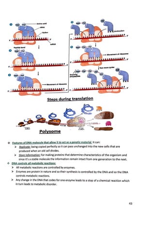 0
5'
0
5'
0 l
5'
s ·
5'
e
II 3'
5'
-Movement of ribosome
, 3' S'
Steps during translation
Polysome
Stop
c odcnl
Antlaodon
3'
_ Movement of ribosome
3'
;ii 3'
features of DNA molecule that allow it to act as a genetic material It can:
Replicate: being copied perfectly so it can pass unchanged into the new cells that are
produced when an old cell divides.
Store Information: For making proteins that determine characteristics of the organism and
since it's a stable molecule the information remain intact from one generation to the next.
DNA controls all metabolic reactions:
All metabolic reactions are controlled by enzymes.
Enzymes are protein in nature and so their synthesis is controlled by the DNA and so the DNA
controls metabolic reactions.
Any change in the DNA that codes for one enzyme leads to a stop of a chemical reaction which
in turn leads to metabolic disorder.
43
 