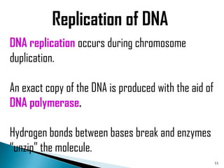 Replication of DNA
DNA replication occurs during chromosome
duplication.

An exact copy of the DNA is produced with the aid of
DNA polymerase.

Hydrogen bonds between bases break and enzymes
“unzip” the molecule.
                                                       11
 