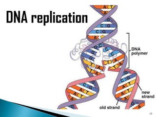 DNA replication




                  13
 