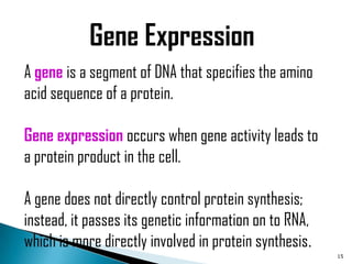 Gene Expression
A gene is a segment of DNA that specifies the amino
acid sequence of a protein.

Gene expression occurs when gene activity leads to
a protein product in the cell.

A gene does not directly control protein synthesis;
instead, it passes its genetic information on to RNA,
which is more directly involved in protein synthesis.
                                                        15
 