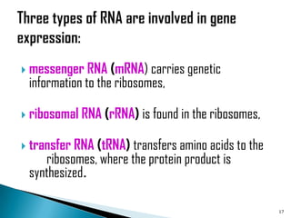  messenger   RNA (mRNA) carries genetic
 information to the ribosomes,

 ribosomal   RNA (rRNA) is found in the ribosomes,

 transferRNA (tRNA) transfers amino acids to the
    ribosomes, where the protein product is
 synthesized.

                                                      17
 