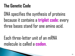 The Genetic Code
DNA specifies the synthesis of proteins
because it contains a triplet code: every
three bases stand for one amino acid.

Each three-letter unit of an mRNA
molecule is called a codon.
                                            20
 