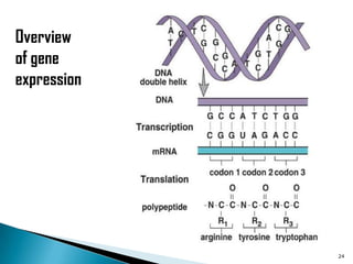 Overview
of gene
expression




             24
 
