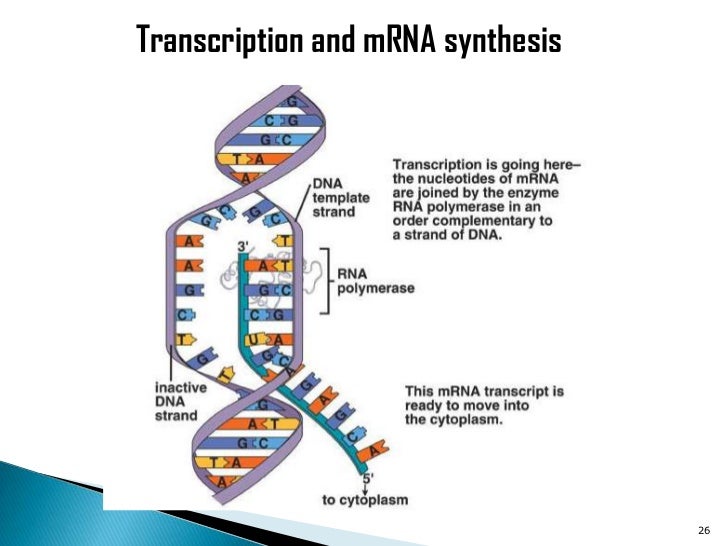 Dna Structure And Replication