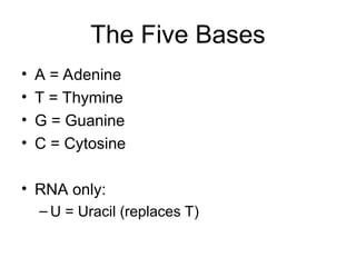 DNA structure and it's Replication in prokaryotes.ppt