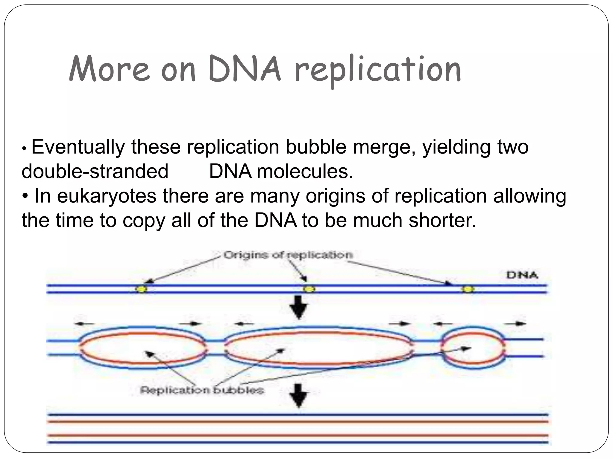 DNA Structure and Replication | PPTX