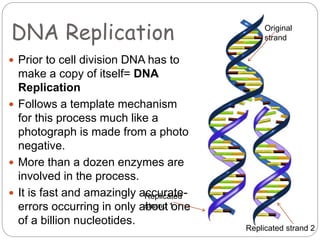 DNA Replication
 Prior to cell division DNA has to
make a copy of itself= DNA
Replication
 Follows a template mechanism
for this process much like a
photograph is made from a photo
negative.
 More than a dozen enzymes are
involved in the process.
 It is fast and amazingly accurate-
errors occurring in only about one
of a billion nucleotides.
Original
strand
Replicated
strand 1
Replicated strand 2
 