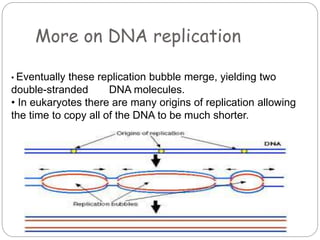 More on DNA replication
• Eventually these replication bubble merge, yielding two
double-stranded DNA molecules.
• In eukaryotes there are many origins of replication allowing
the time to copy all of the DNA to be much shorter.
 