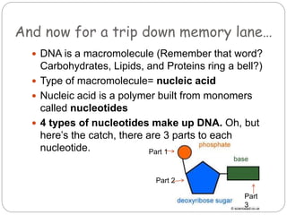 And now for a trip down memory lane…
 DNA is a macromolecule (Remember that word?
Carbohydrates, Lipids, and Proteins ring a bell?)
 Type of macromolecule= nucleic acid
 Nucleic acid is a polymer built from monomers
called nucleotides
 4 types of nucleotides make up DNA. Oh, but
here’s the catch, there are 3 parts to each
nucleotide. Part 1
Part 2
Part
3
 