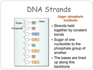 DNA Strands
Sugar-phosphate
backbone
 Strands held
together by covalent
bonds
 Sugar of one
nucleotide to the
phosphate group of
another
 The bases are lined
up along this
backbone
Sugar
Phosphate
Base
 