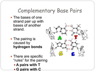 Complementary Base Pairs
 The bases of one
strand pair up with
bases of another
strand.
 The pairing is
caused by
hydrogen bonds
 There are specific
“rules” for the pairing
 A pairs with T
 G pairs with C
 
