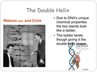 The Double Helix
Watson (left) and Crick
 Due to DNA’s unique
chemical properties
the two stands look
like a ladder.
 The ladder twists
though giving it the
double helix shape.
 