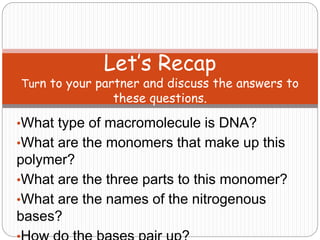 •What type of macromolecule is DNA?
•What are the monomers that make up this
polymer?
•What are the three parts to this monomer?
•What are the names of the nitrogenous
bases?
Let’s Recap
Turn to your partner and discuss the answers to
these questions.
 