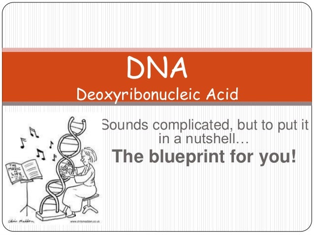 Dna Structure And Replication