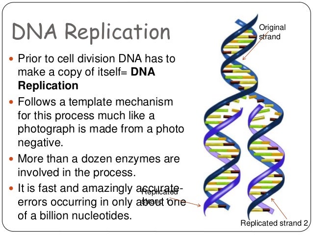 Dna Structure And Replication Dna Structure And Replication
