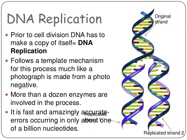 Dna Structure And Replication