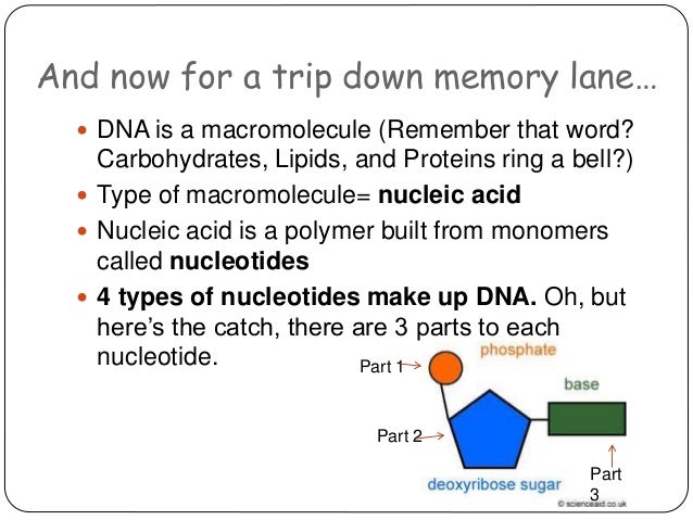 dna structure and replication