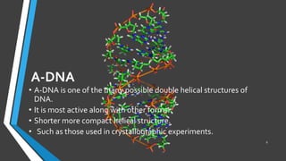 A-DNA
• A-DNA is one of the many possible double helical structures of
DNA.
• It is most active along with other forms.
• Shorter more compact helical structure.
• Such as those used in crystallographic experiments.
8
 