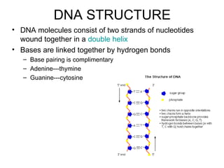 Strucuture of Nucleotide and DNA STRUCTURE basic.ppt