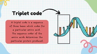 Triple Code Structure Understanding DNA: Structure, Discovery, and Genetic Code Explained | PDF