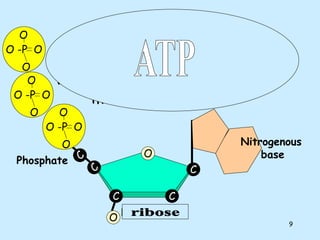 Dna structure & central dogma