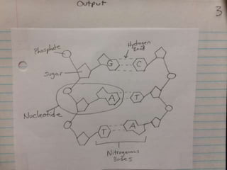 Dna structure drawing