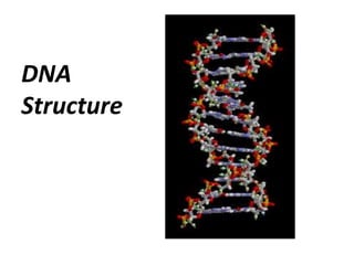 DNA
Structure
 