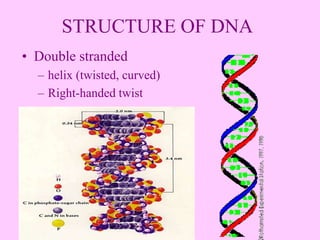 STRUCTURE OF DNA
• Double stranded
– helix (twisted, curved)
– Right-handed twist
 