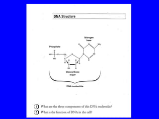 Simplified Nucleotide Model
S
P
B
Draw & Label
 