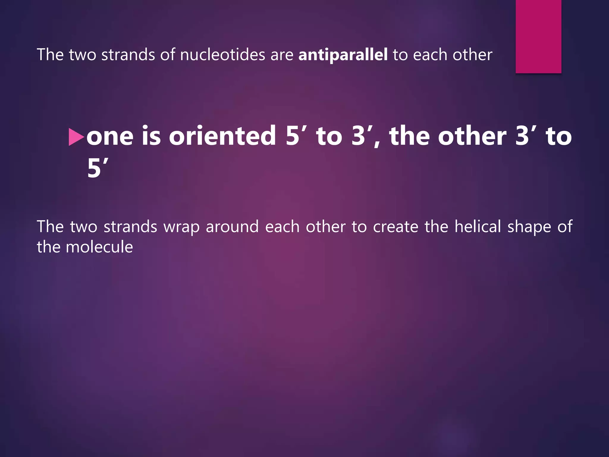 The two strands of nucleotides are antiparallel to each other
one is oriented 5’ to 3’, the other 3’ to
5’
The two strands wrap around each other to create the helical shape of
the molecule
 