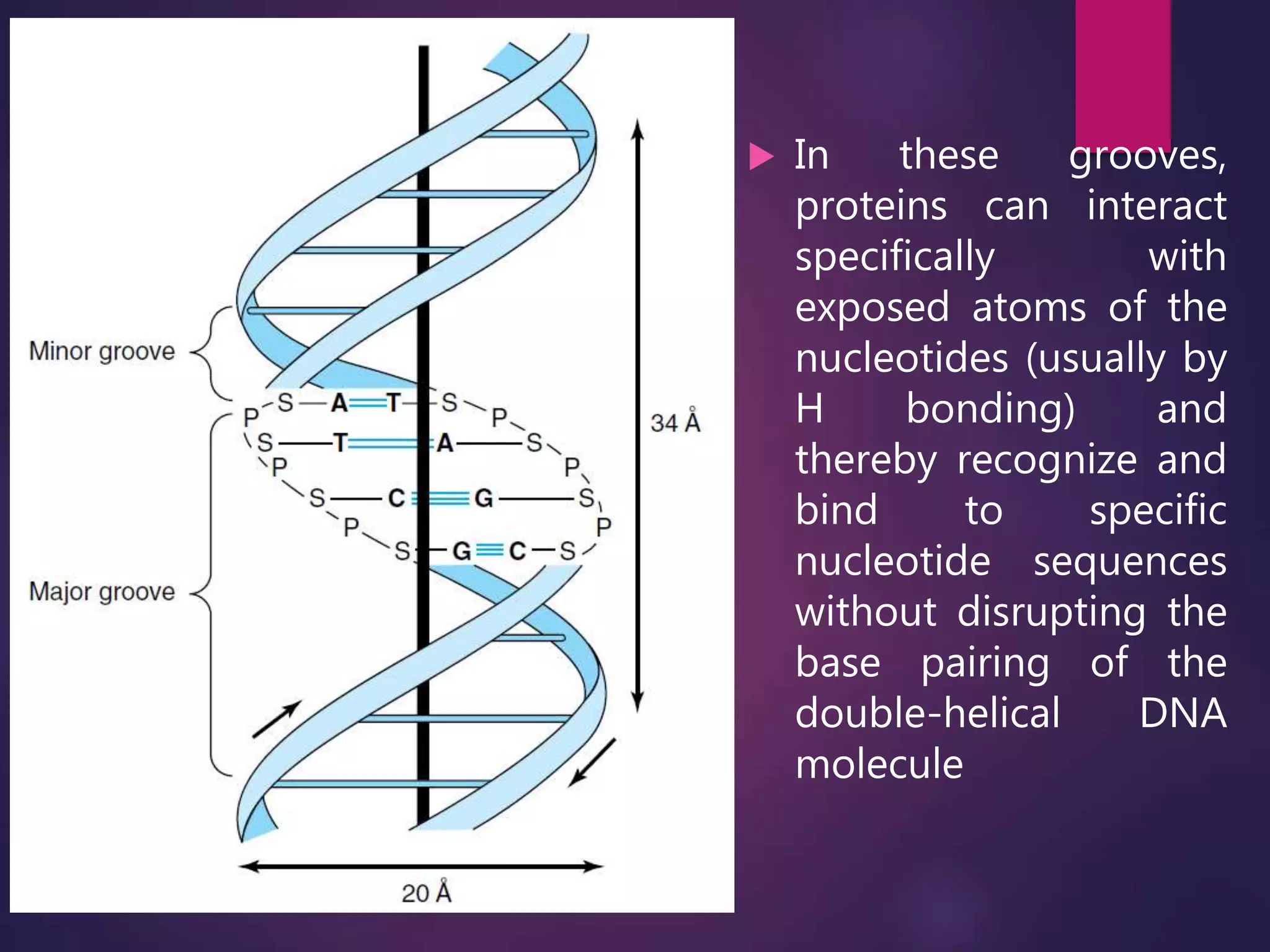  In these grooves,
proteins can interact
specifically with
exposed atoms of the
nucleotides (usually by
H bonding) and
thereby recognize and
bind to specific
nucleotide sequences
without disrupting the
base pairing of the
double-helical DNA
molecule
 
