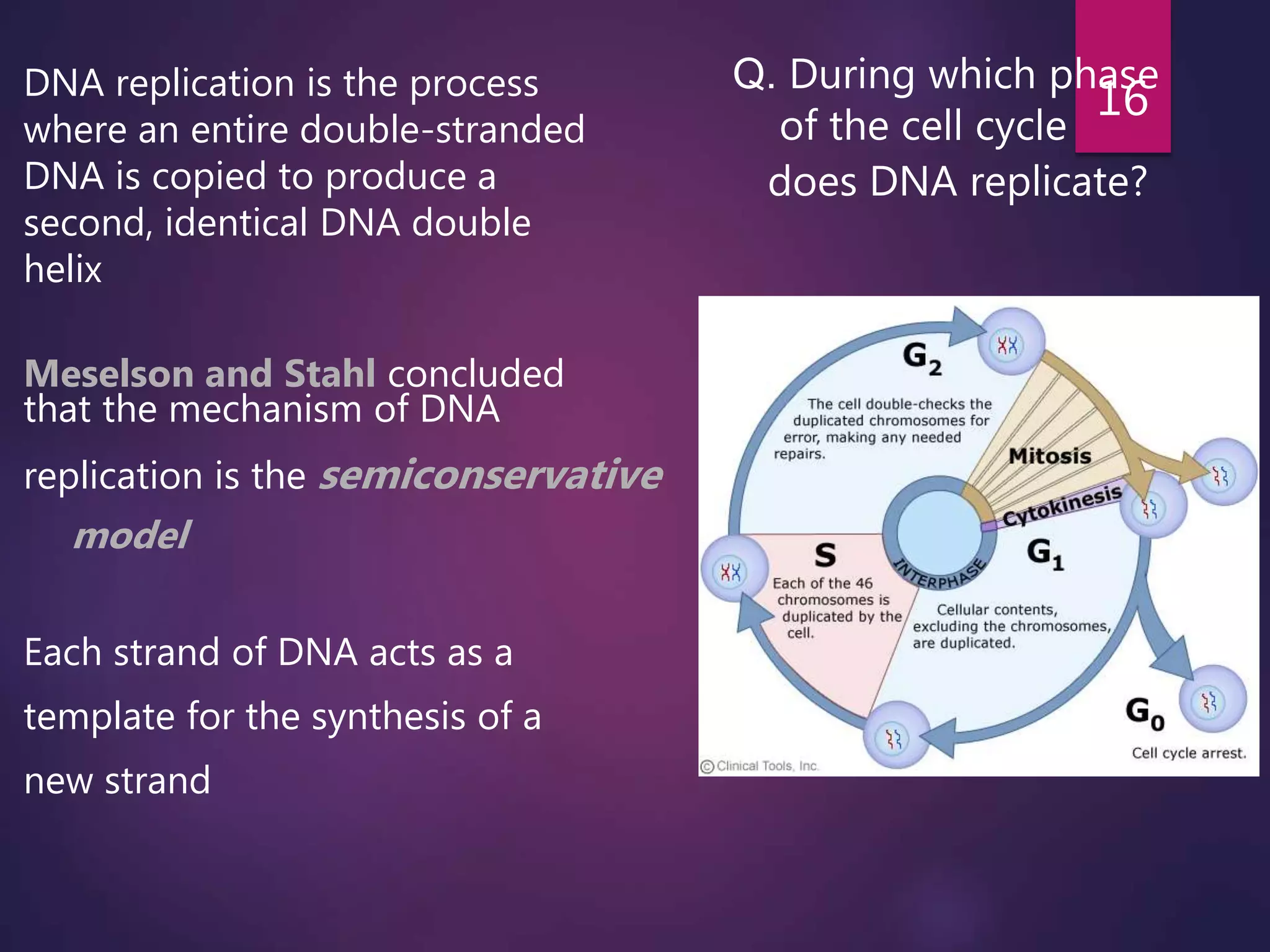DNA replication is the process
where an entire double-stranded
DNA is copied to produce a
second, identical DNA double
helix
Meselson and Stahl concluded
that the mechanism of DNA
replication is the semiconservative
model
Each strand of DNA acts as a
template for the synthesis of a
new strand
16
Q. During which phase
of the cell cycle
does DNA replicate?
 