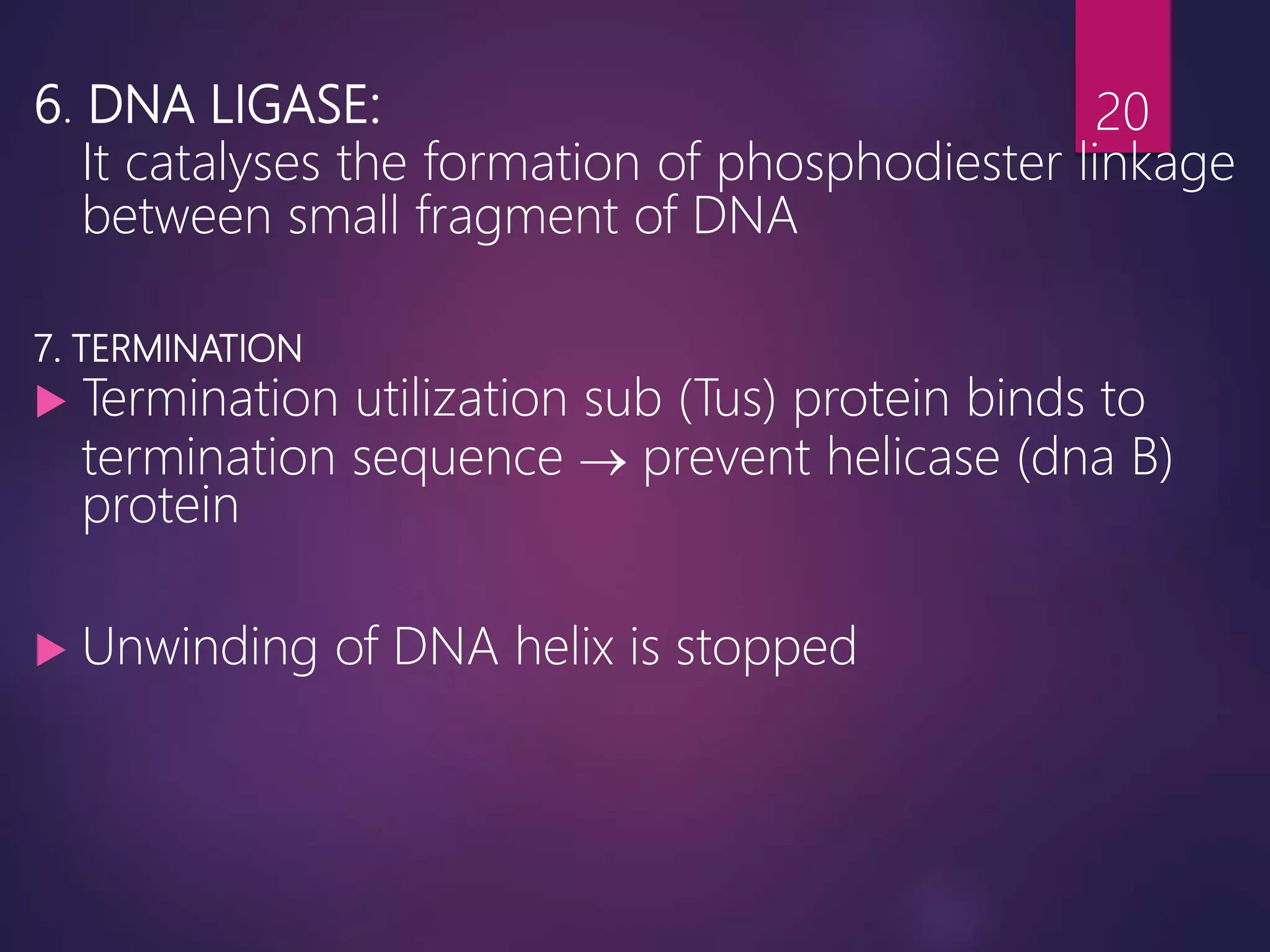 6. DNA LIGASE:
It catalyses the formation of phosphodiester linkage
between small fragment of DNA
7. TERMINATION
 Termination utilization sub (Tus) protein binds to
termination sequence  prevent helicase (dna B)
protein
 Unwinding of DNA helix is stopped
20
 