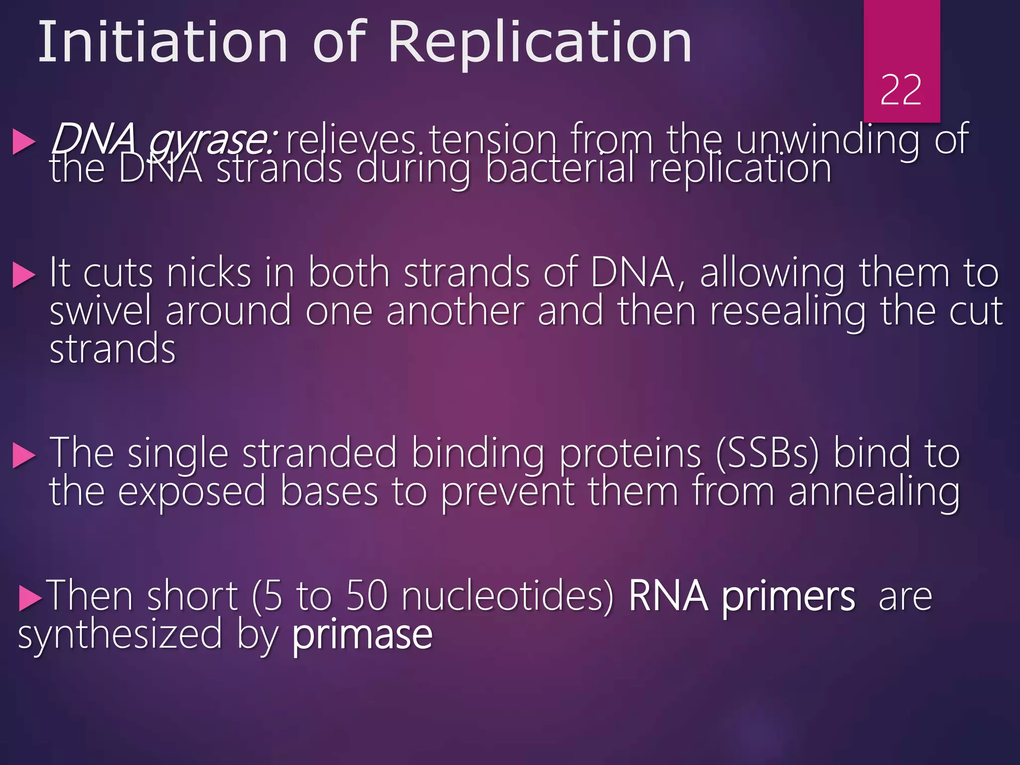 Initiation of Replication
 DNA gyrase: relieves tension from the unwinding of
the DNA strands during bacterial replication
 It cuts nicks in both strands of DNA, allowing them to
swivel around one another and then resealing the cut
strands
 The single stranded binding proteins (SSBs) bind to
the exposed bases to prevent them from annealing
Then short (5 to 50 nucleotides) RNA primers are
synthesized by primase
22
 