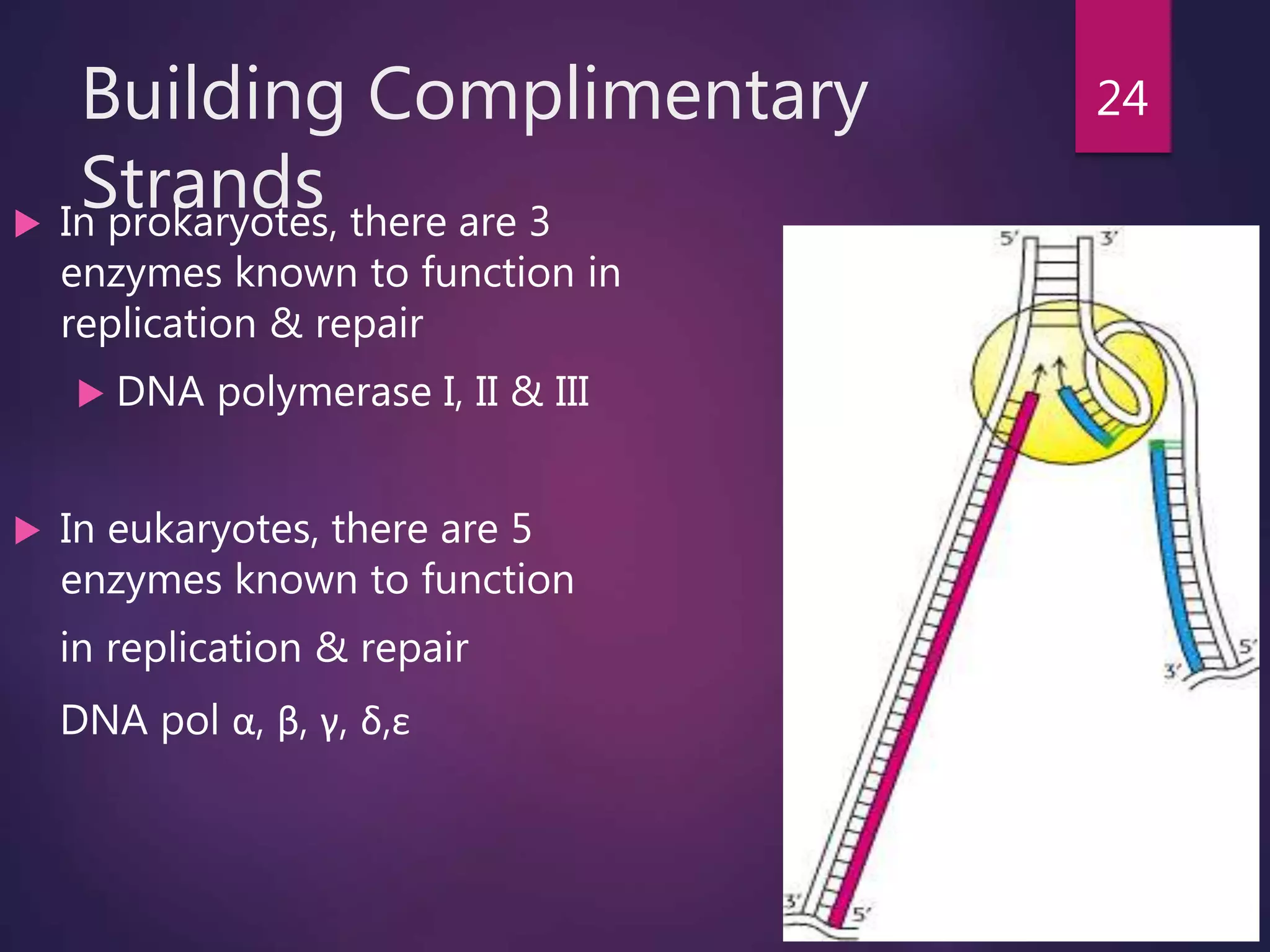 Building Complimentary
Strands In prokaryotes, there are 3
enzymes known to function in
replication & repair
 DNA polymerase I, II & III
 In eukaryotes, there are 5
enzymes known to function
in replication & repair
DNA pol α, β, γ, δ,ε
24
 