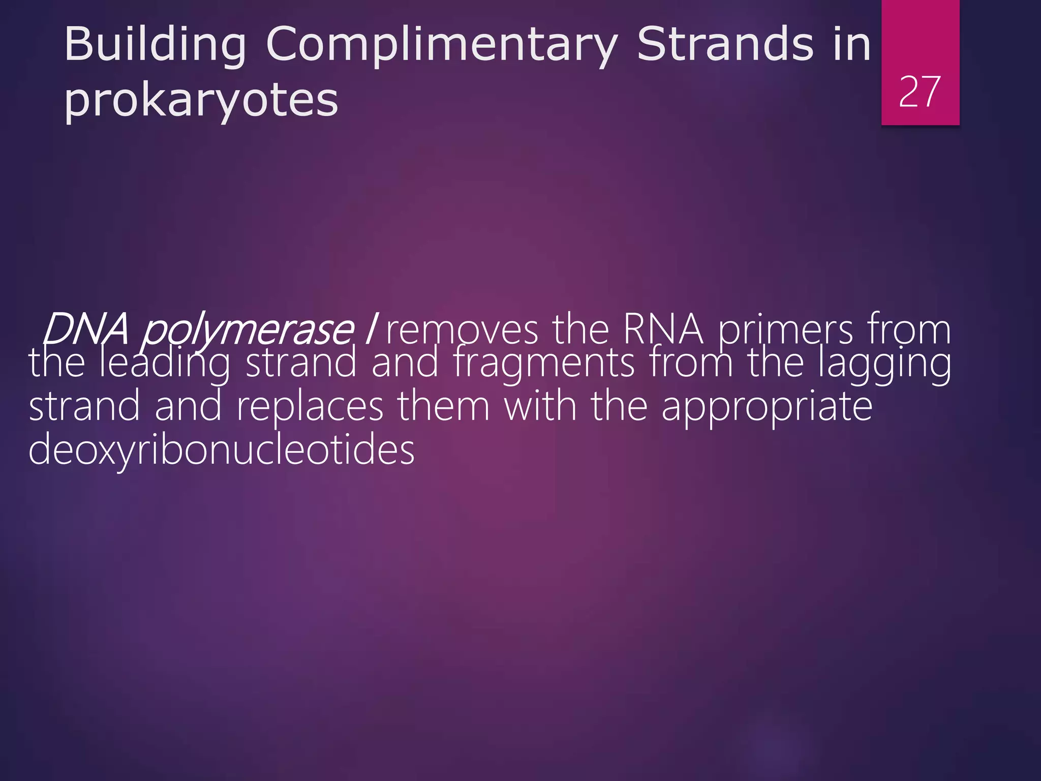 Building Complimentary Strands in
prokaryotes
DNA polymerase I removes the RNA primers from
the leading strand and fragments from the lagging
strand and replaces them with the appropriate
deoxyribonucleotides
27
 