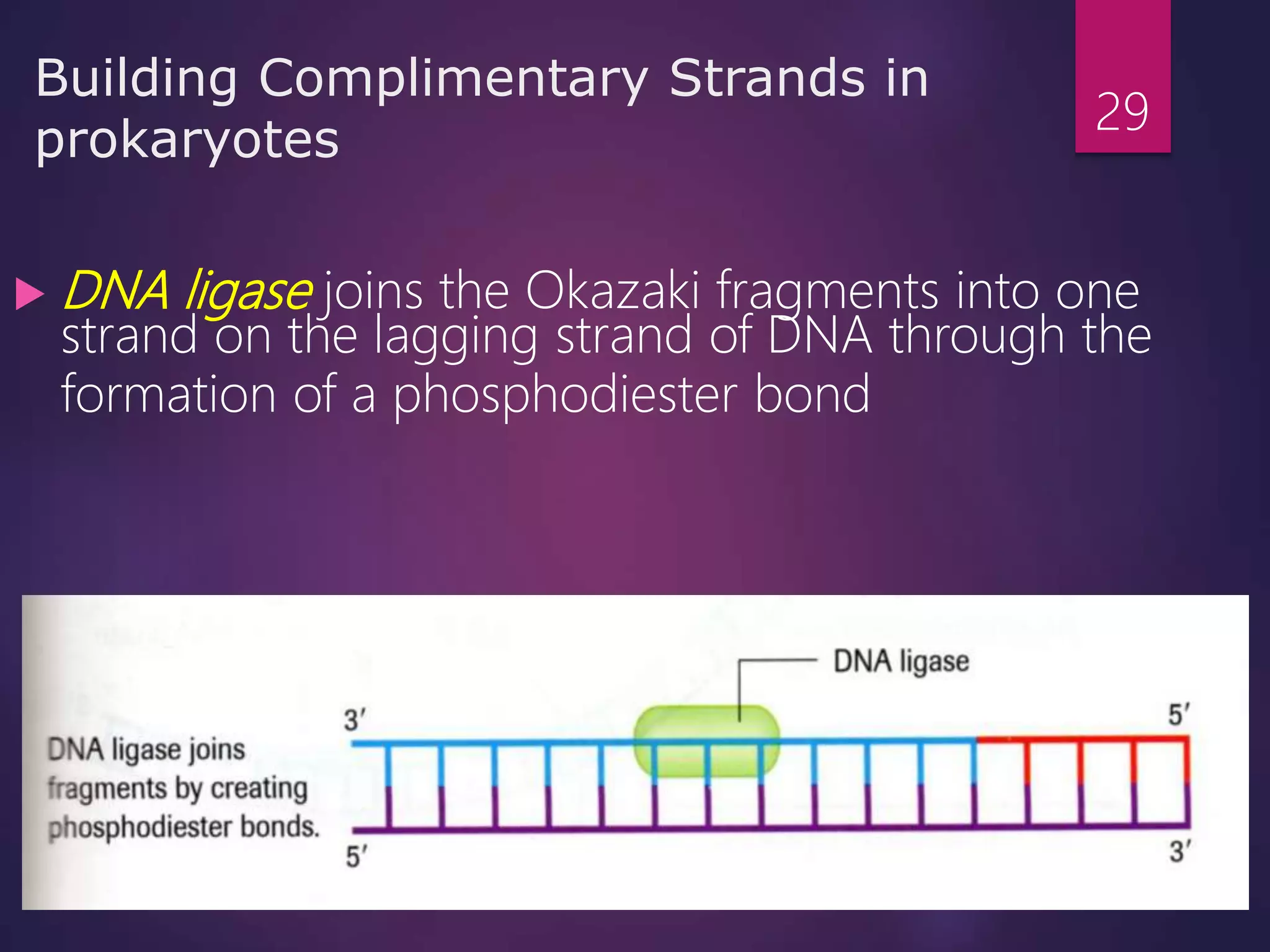 Building Complimentary Strands in
prokaryotes
 DNA ligase joins the Okazaki fragments into one
strand on the lagging strand of DNA through the
formation of a phosphodiester bond
29
 