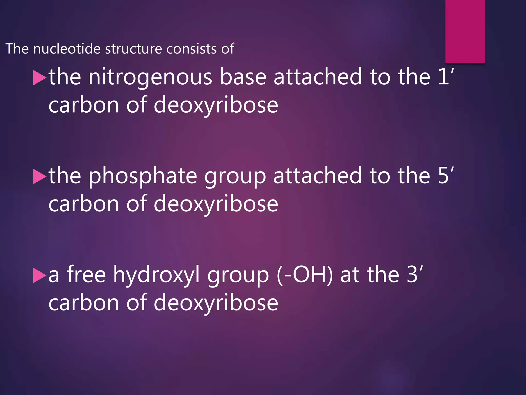 The nucleotide structure consists of
the nitrogenous base attached to the 1’
carbon of deoxyribose
the phosphate group attached to the 5’
carbon of deoxyribose
a free hydroxyl group (-OH) at the 3’
carbon of deoxyribose
 