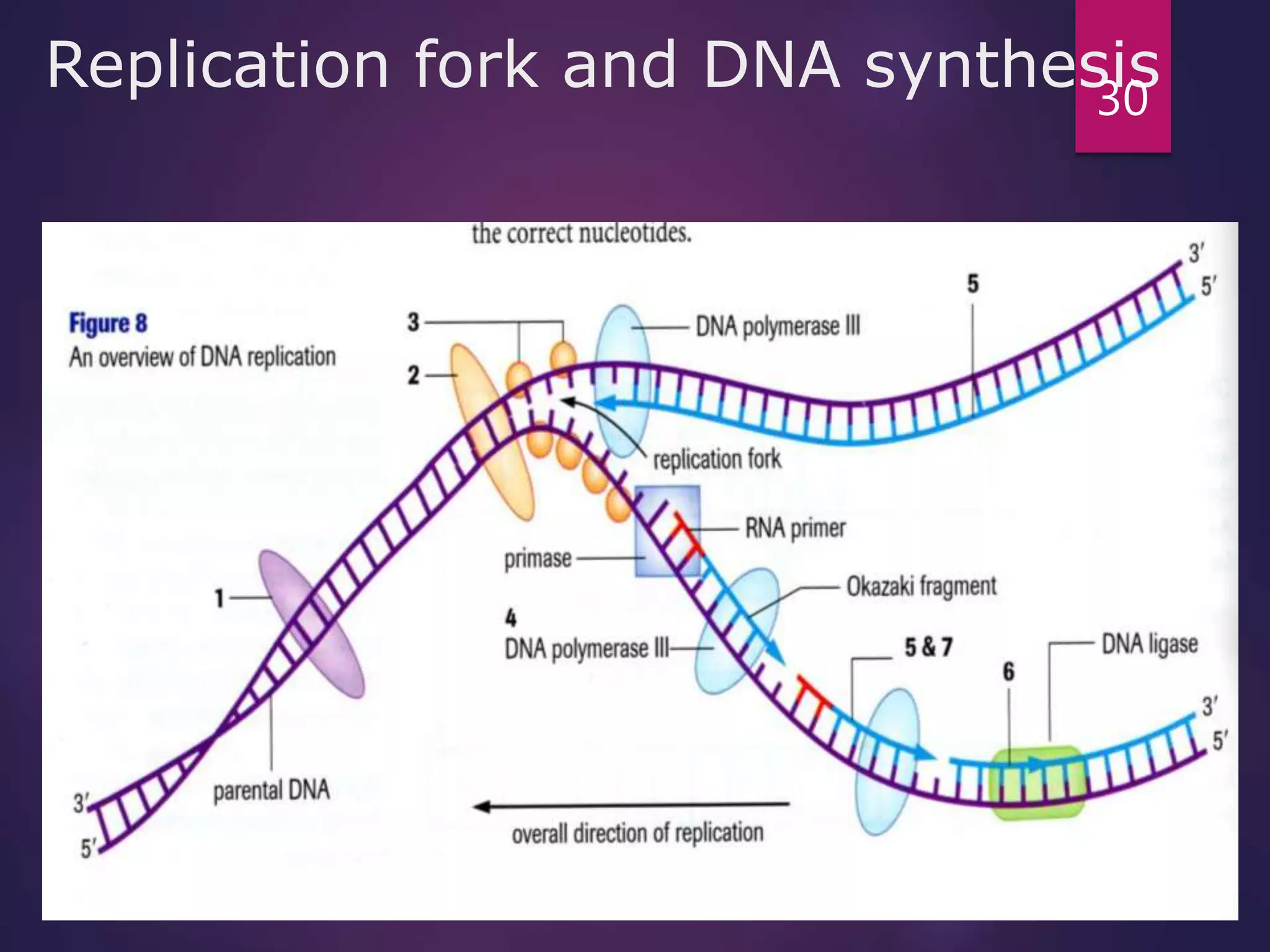 Replication fork and DNA synthesis30
 