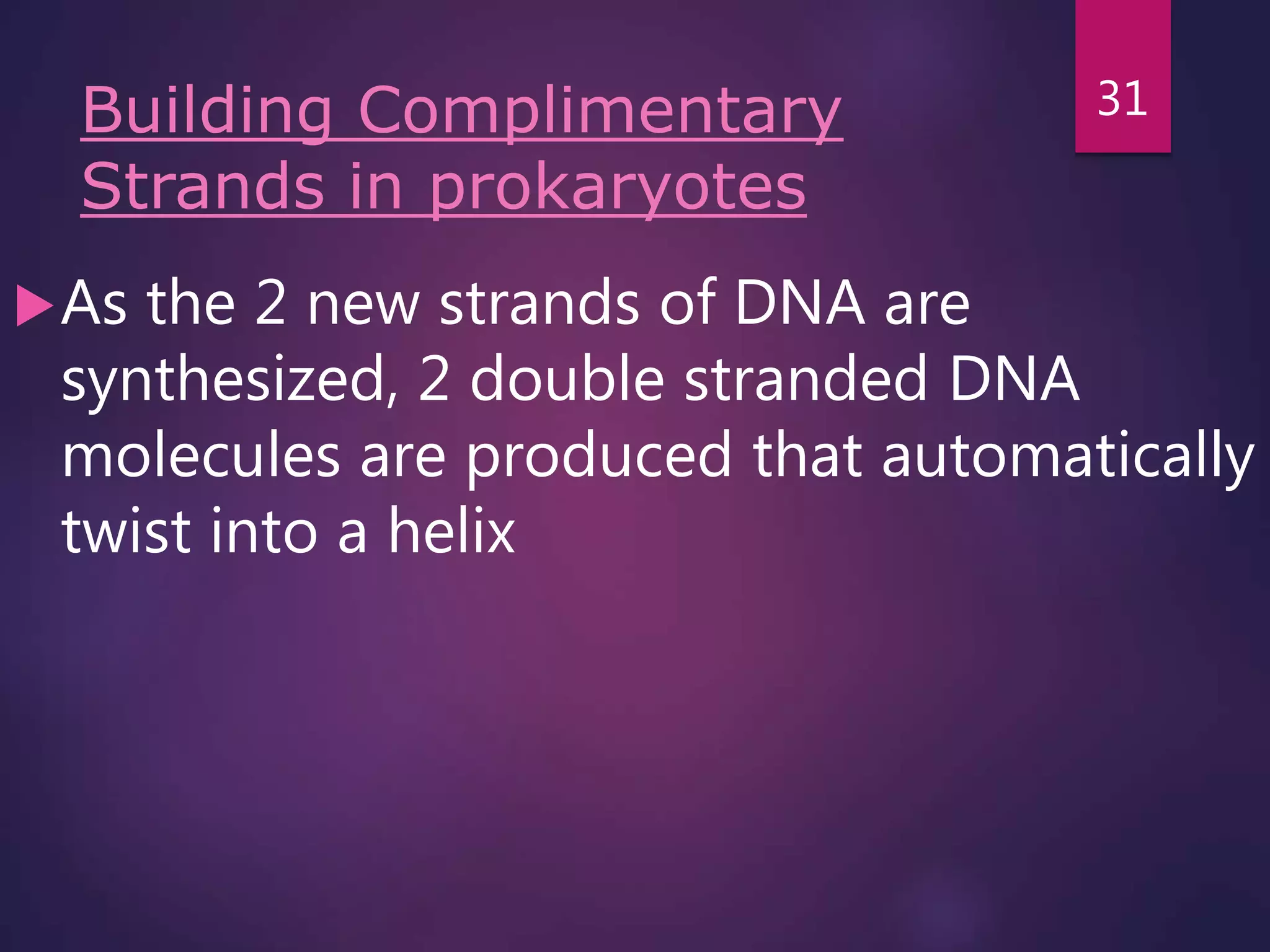 Building Complimentary
Strands in prokaryotes
As the 2 new strands of DNA are
synthesized, 2 double stranded DNA
molecules are produced that automatically
twist into a helix
31
 