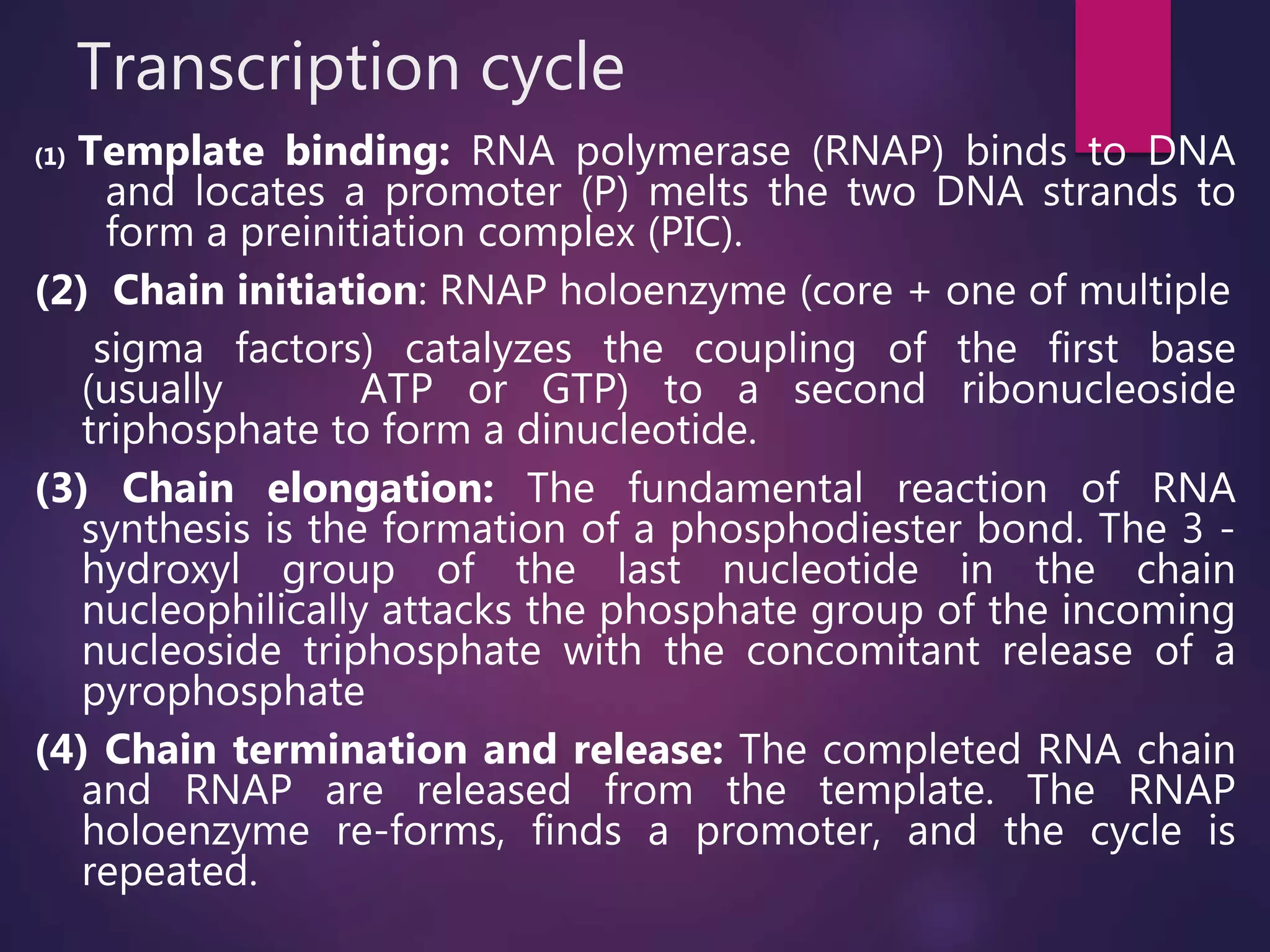 Transcription cycle
(1) Template binding: RNA polymerase (RNAP) binds to DNA
and locates a promoter (P) melts the two DNA strands to
form a preinitiation complex (PIC).
(2) Chain initiation: RNAP holoenzyme (core + one of multiple
sigma factors) catalyzes the coupling of the first base
(usually ATP or GTP) to a second ribonucleoside
triphosphate to form a dinucleotide.
(3) Chain elongation: The fundamental reaction of RNA
synthesis is the formation of a phosphodiester bond. The 3 -
hydroxyl group of the last nucleotide in the chain
nucleophilically attacks the phosphate group of the incoming
nucleoside triphosphate with the concomitant release of a
pyrophosphate
(4) Chain termination and release: The completed RNA chain
and RNAP are released from the template. The RNAP
holoenzyme re-forms, finds a promoter, and the cycle is
repeated.
 