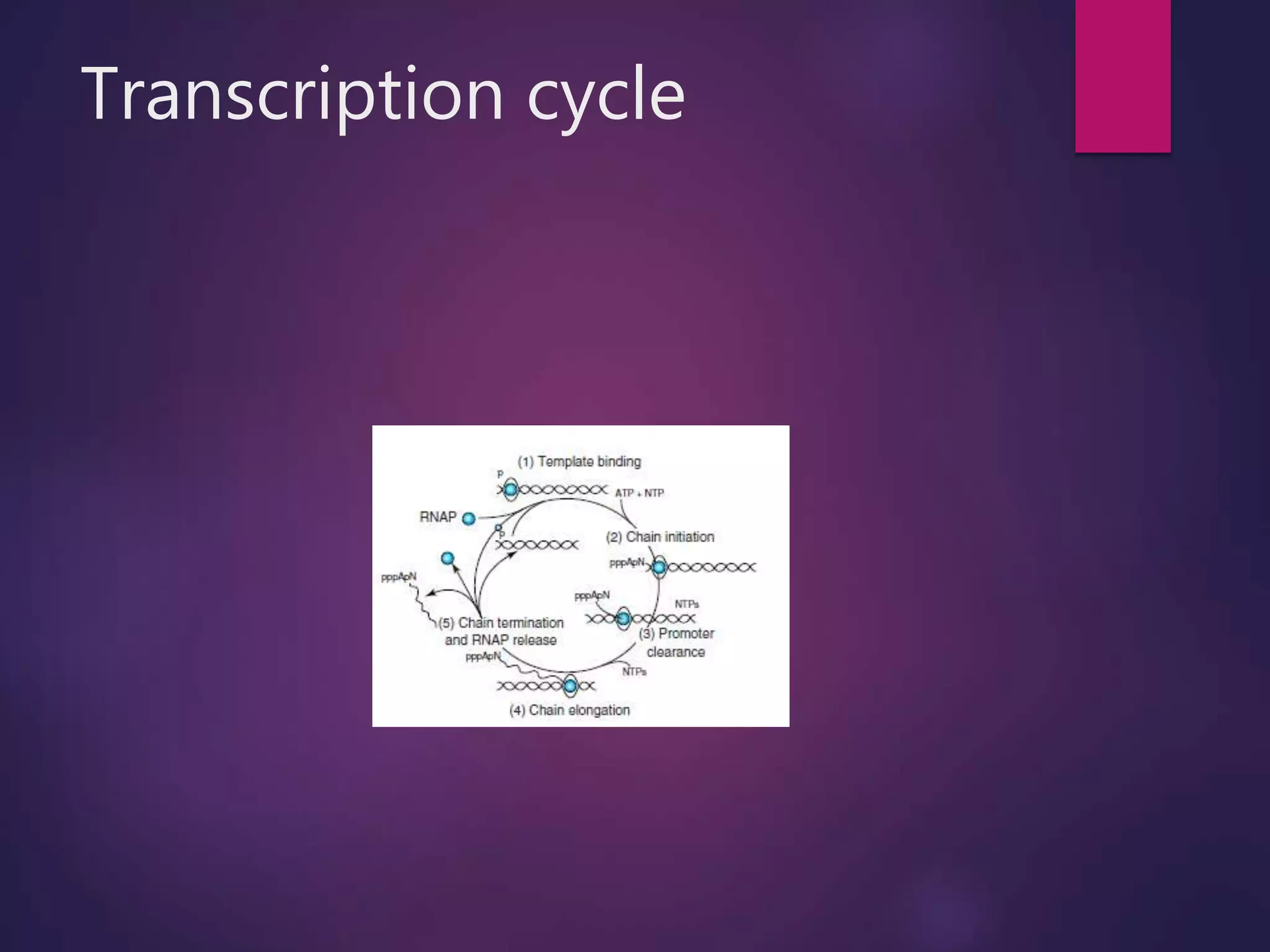 Transcription cycle
 