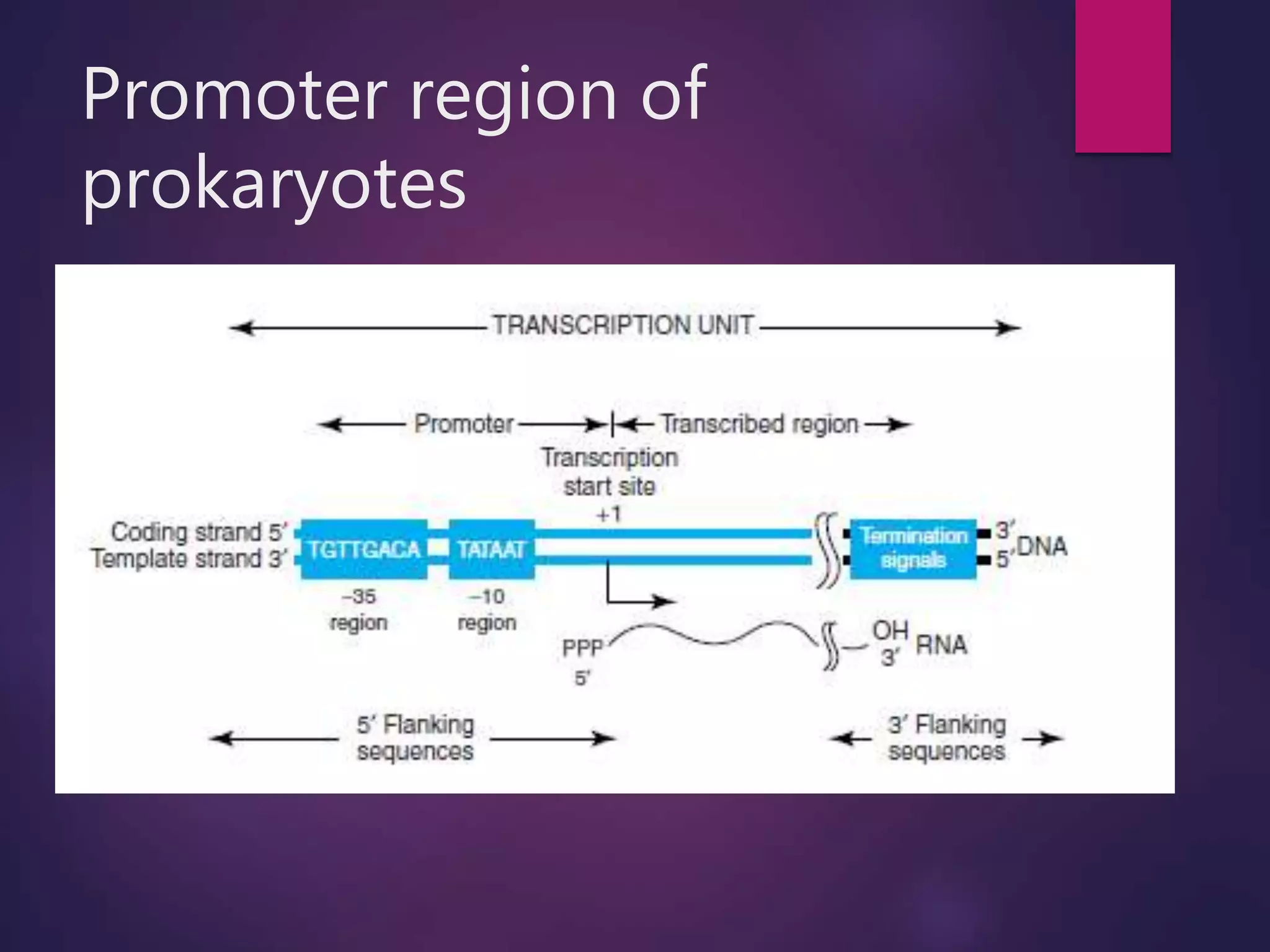 Promoter region of
prokaryotes
 