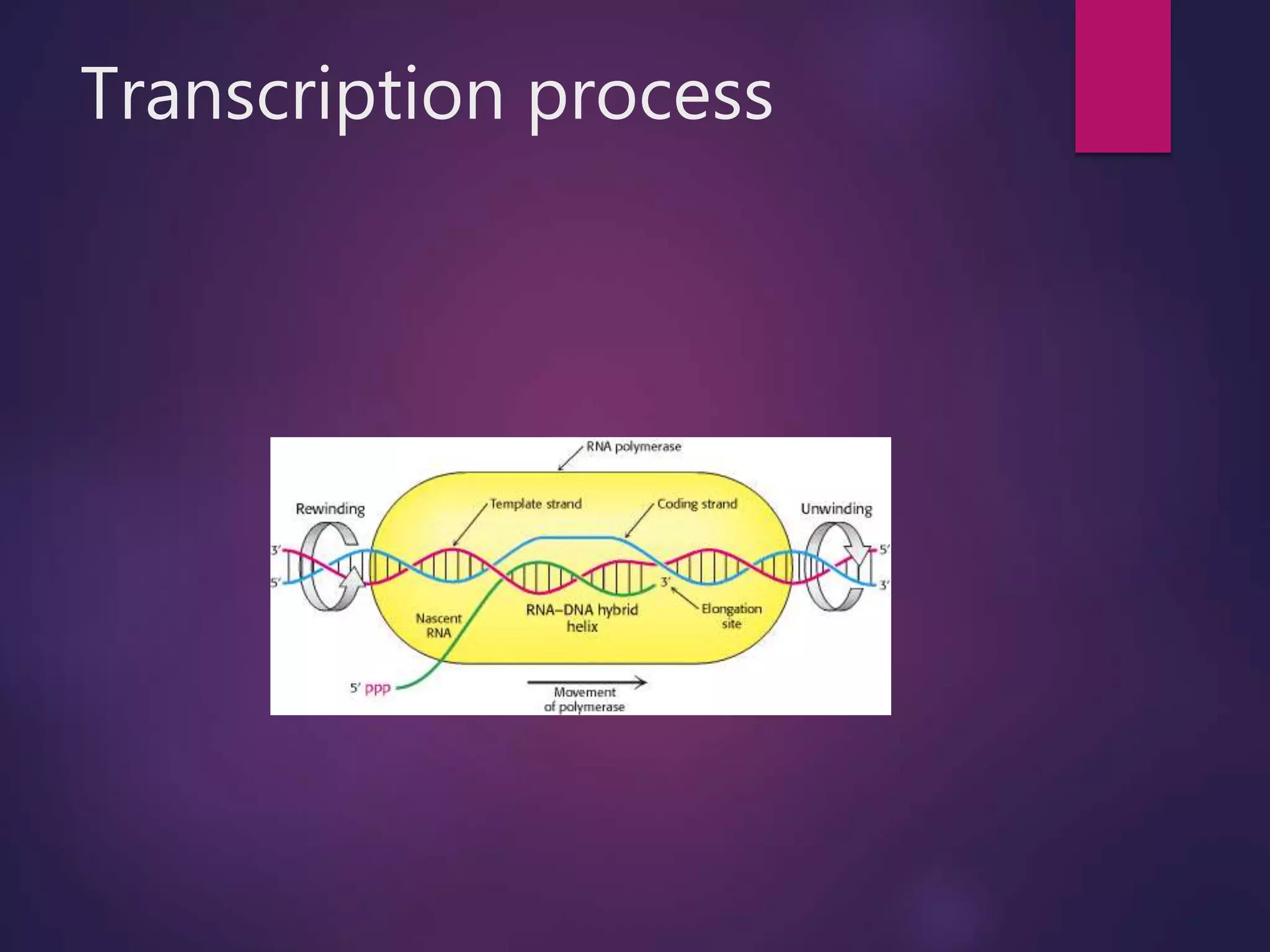 Transcription process
 
